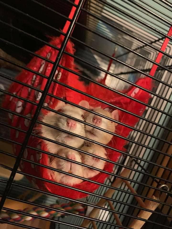 Double Decker Hammock