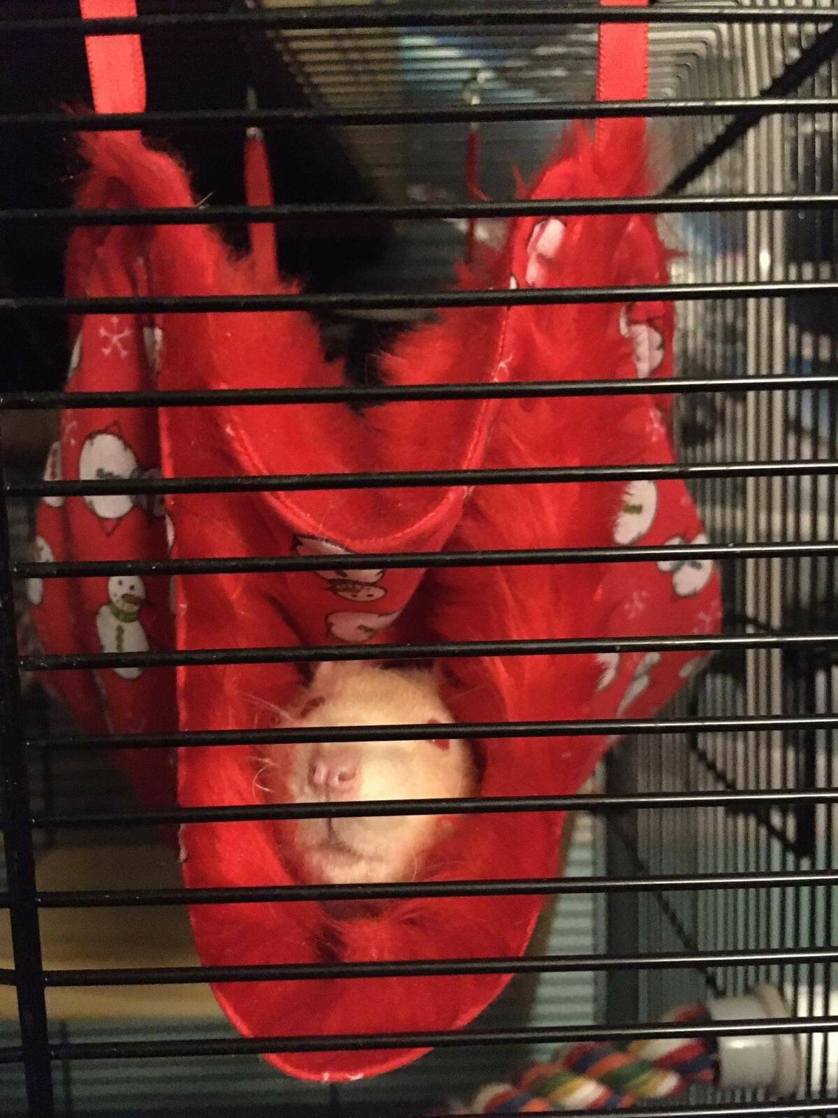 Double Decker Hammock