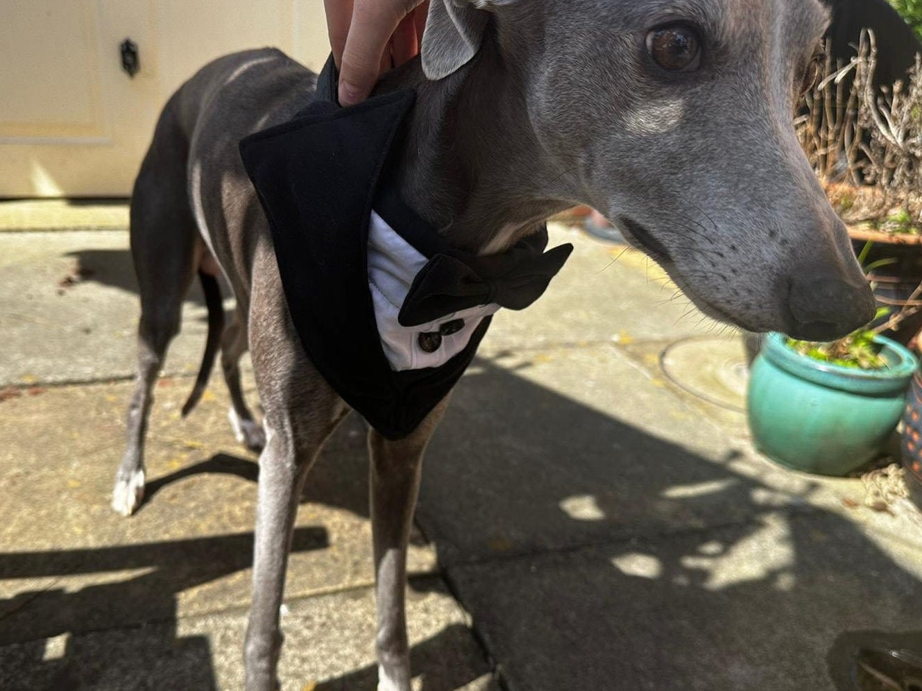 Wedding Tuxedo Bandana