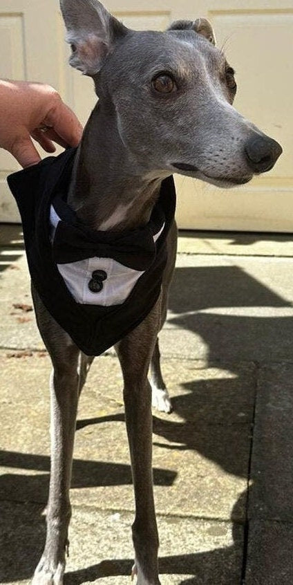 Wedding Tuxedo Bandana